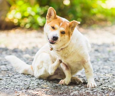 Hund mit Flöhen, Chien avec des puces