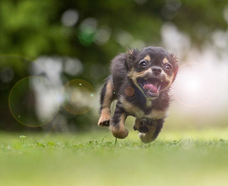 Parasiten beim Hund