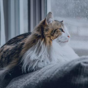 Katze sitzt bei schlechtem Wetter am Fenster