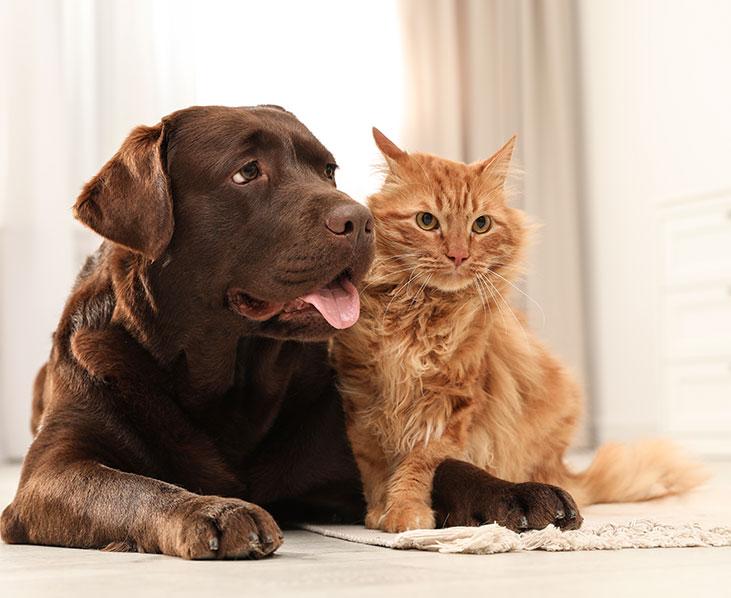 Parasitenschutz Hund und Katze