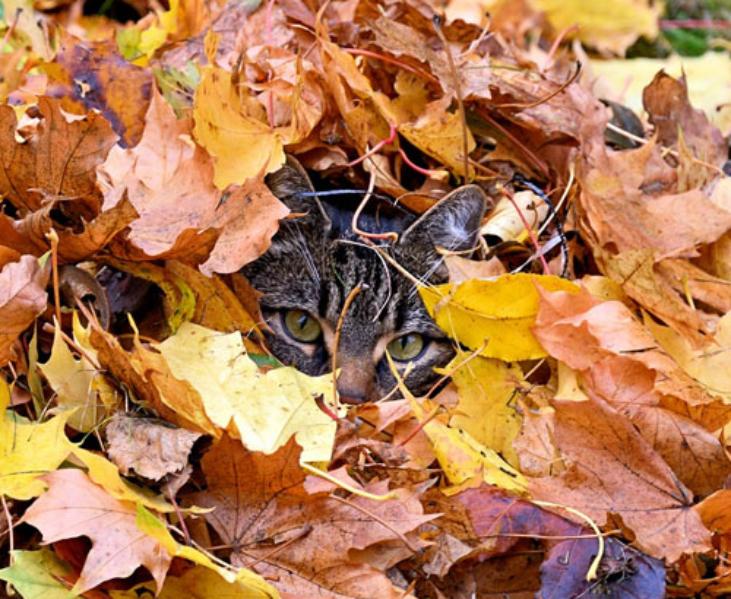 Katze im Laub, chat dans les feuilles