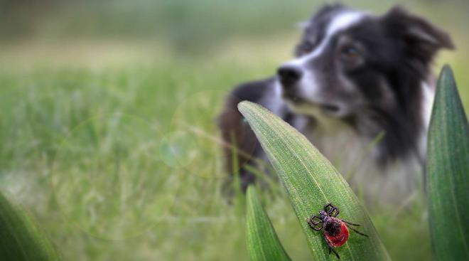 Hund Katze und Zecke auf Blatt